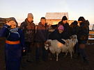 Бурятия приобрела 250 голов тувинских овец для улучшения своего поголовья